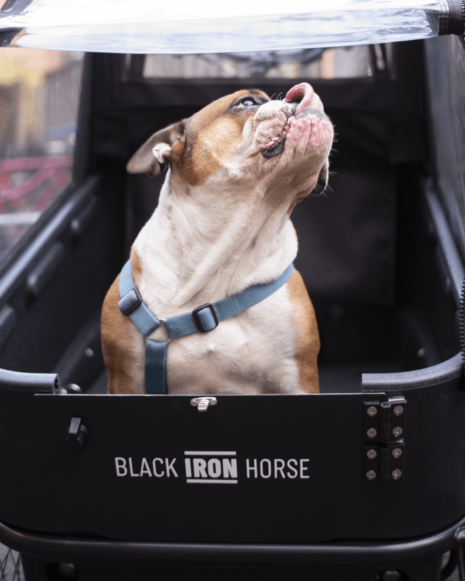 L1008572-1500x1875 - mycargobike köln GmbH Brown and white dog wearing a blue harness sits inside a black wagon, looking up at a clear cover overhead (brand text 'BLACK IRON HORSE' on the side).